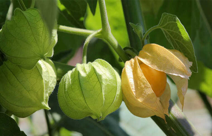 uống cây tầm bóp có tác dụng gì