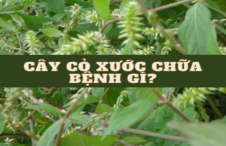 uống nước cây cỏ xước có tác dụng gì?