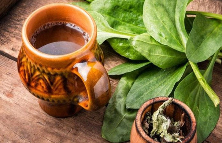 cây mã đề nấu nước uống có tác dụng gì