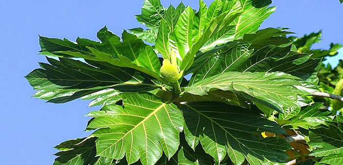 Gợi ý uống lá gì tốt cho thận – 7 loại lá không thể bỏ qua