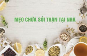 sỏi thận uống lá cây gì