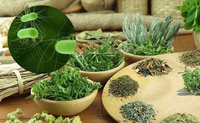 Uống lá gì tốt cho dạ dày? Gợi ý 5 loại lá chữa bệnh an toàn