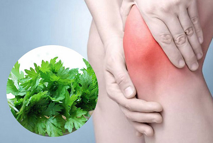 Tác dụng của cây ngải cứu và những lưu ý khi sử dụng