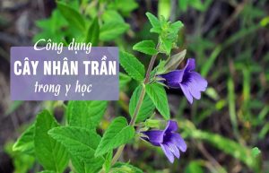 tác dụng của cây nhân trần