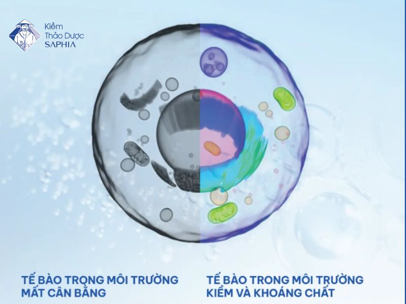 Các thế bào trong môi trường kiềm sẽ hoạt động tốt hơn, giảm nguy cơ bệnh tật