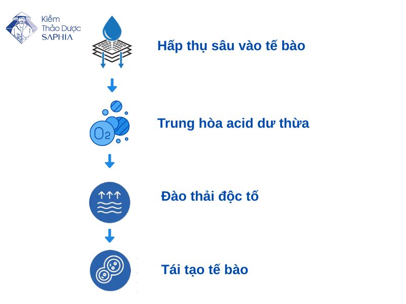 4 cơ chế hoạt động của kiềm thảo dược Saphia