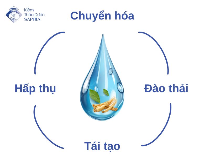 Cơ chế hoạt động của Kiềm thảo dược Saphia