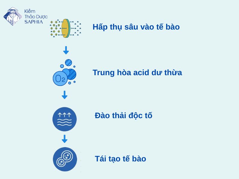 Cơ chế tác động của Kiềm Saphia sau khi vào cơ thể