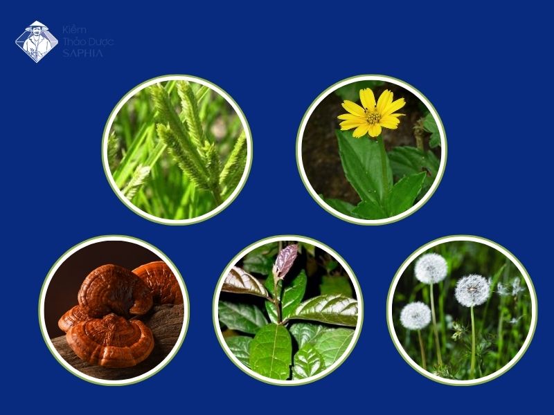 Cay Thao Duoc Co Tinh Kiem 1