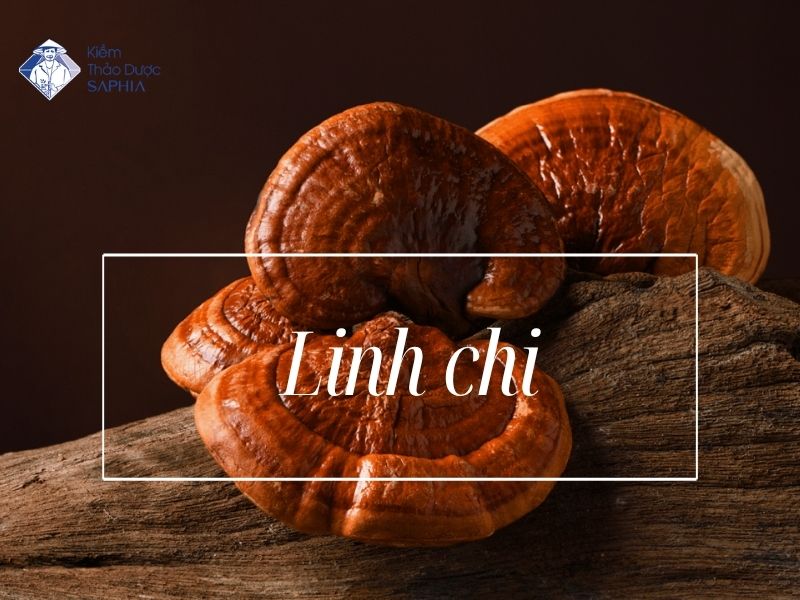 Cay Thao Duoc Co Tinh Kiem 2