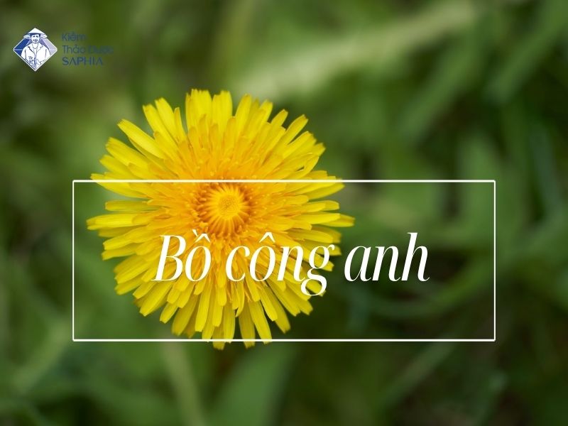 Cay Thao Duoc Co Tinh Kiem 3