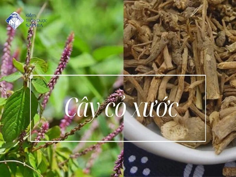 Cay Thao Duoc Co Tinh Kiem 4