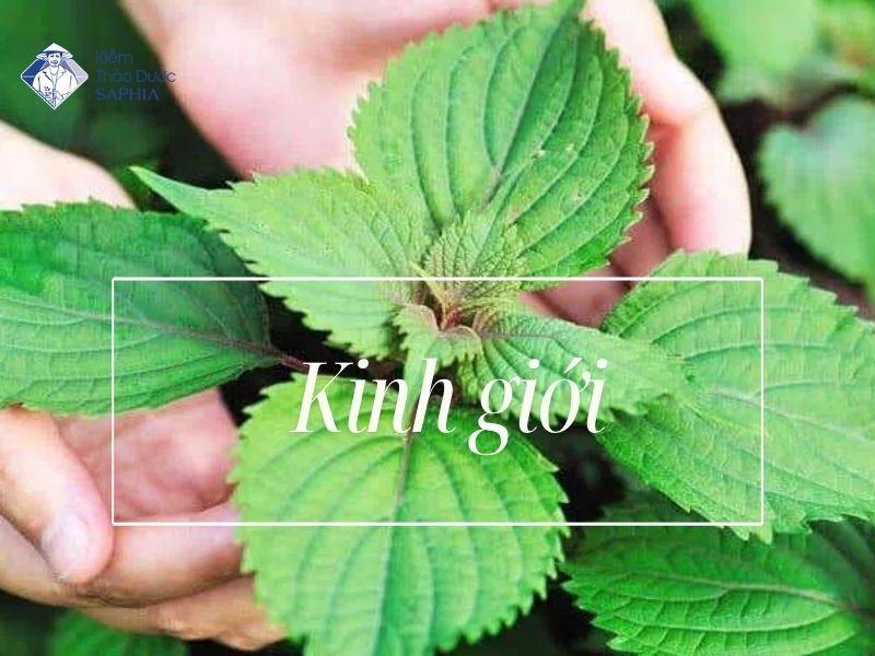 Cay Thao Duoc Co Tinh Kiem 5