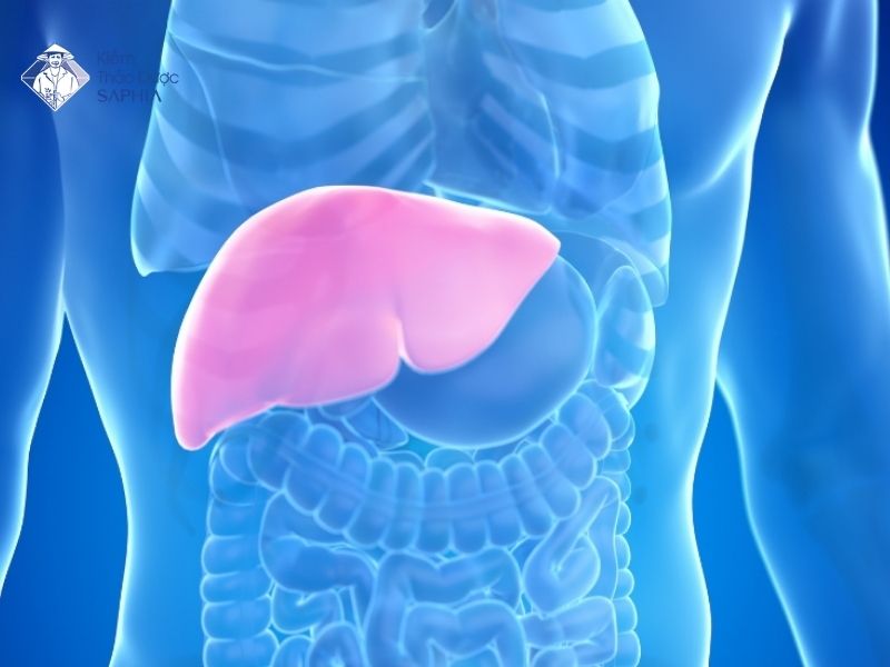 Cay Thao Duoc Co Tinh Kiem 6