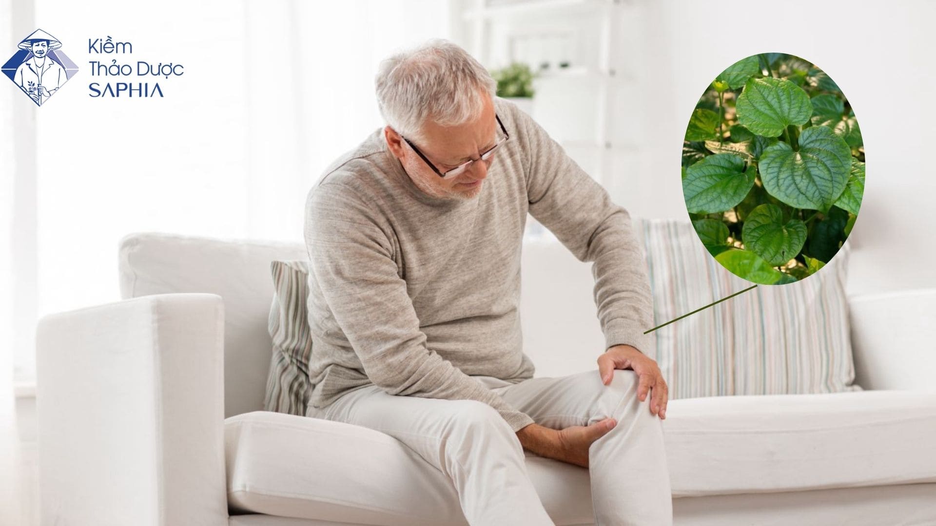 Lá cây trị đau xương khớp: Những loại cây chữa xương khớp hiệu quả