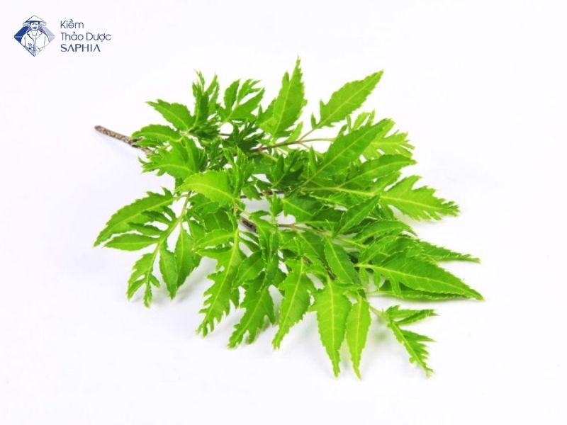 La Cay Tri Dau Xuong Khop 2