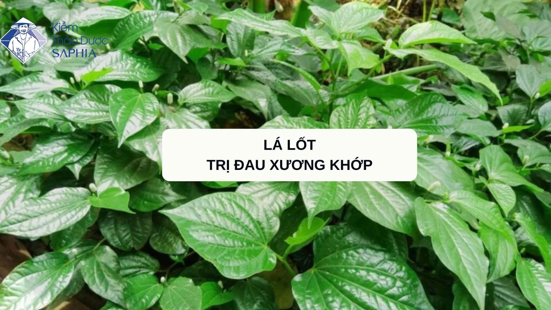 Lá lốt có trị đau xương khớp không? Cách sử dụng đạt hiệu quả nhất