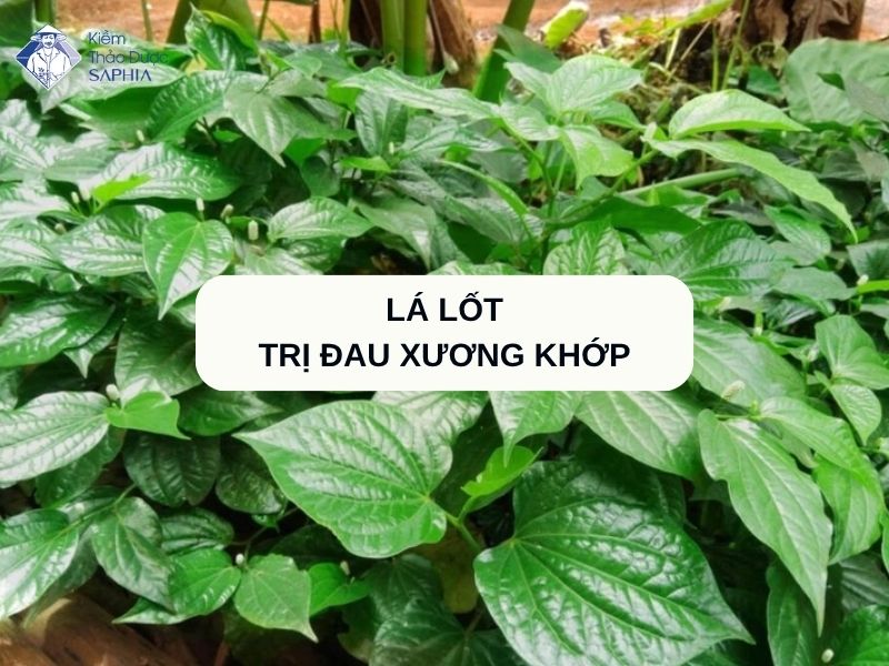 La Lot Co Tri Dau Xuong Khop Khong 1