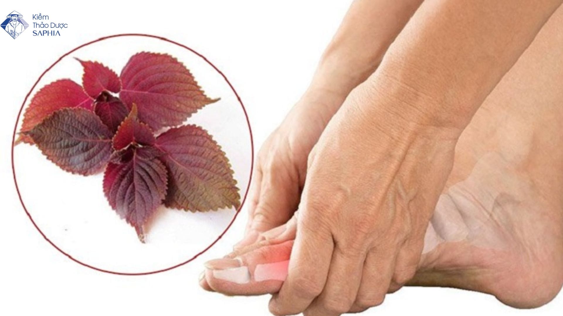Lá tía tô có trị đau xương khớp không? Công dụng và cách dùng