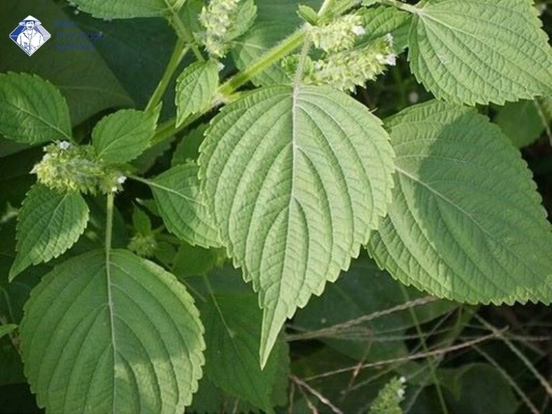 La Tia To Co Tri Dau Xuong Khop Khong 1