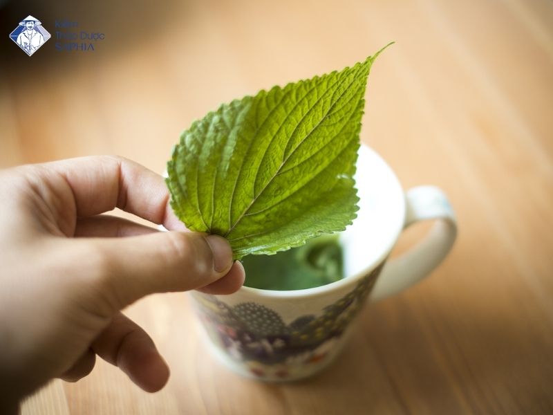 La Tia To Co Tri Dau Xuong Khop Khong 2