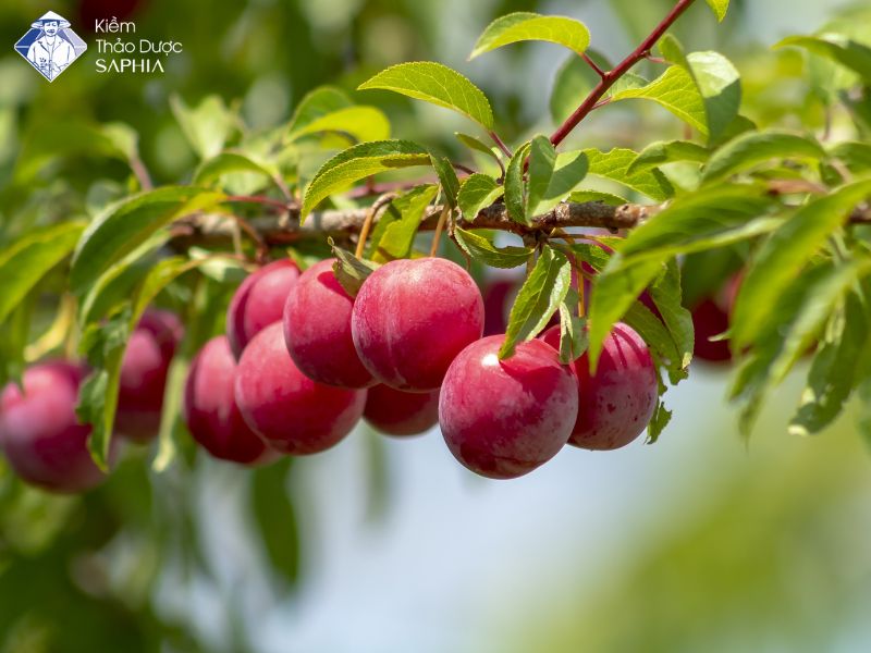 Quả mận là một trong những trái cây ăn bổ não