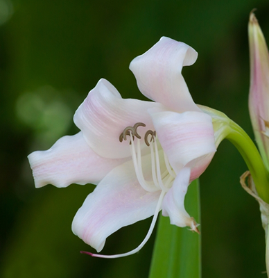 43. Trinh nữ hoàng cung