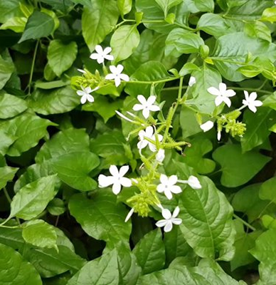 32. Bạch hoa xà thiệt thảo