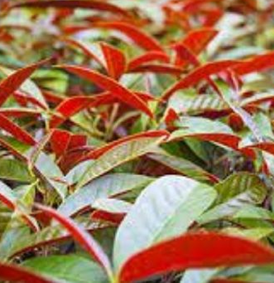 27. Đơn tướng quân