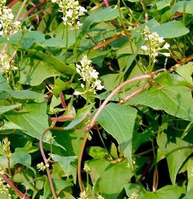 42. Hà thủ ô đỏ