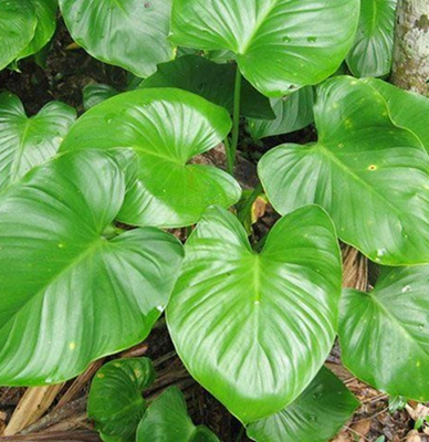 33. Thiên niên kiện