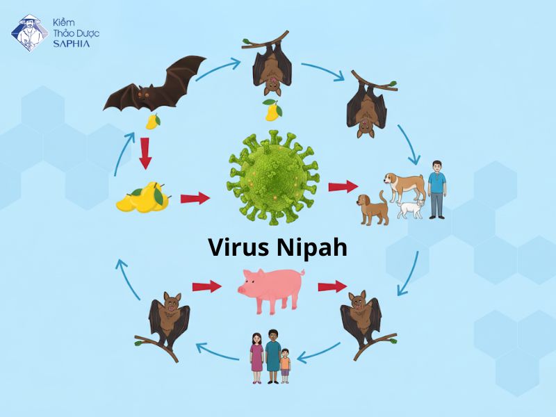 Virus Nipah 2