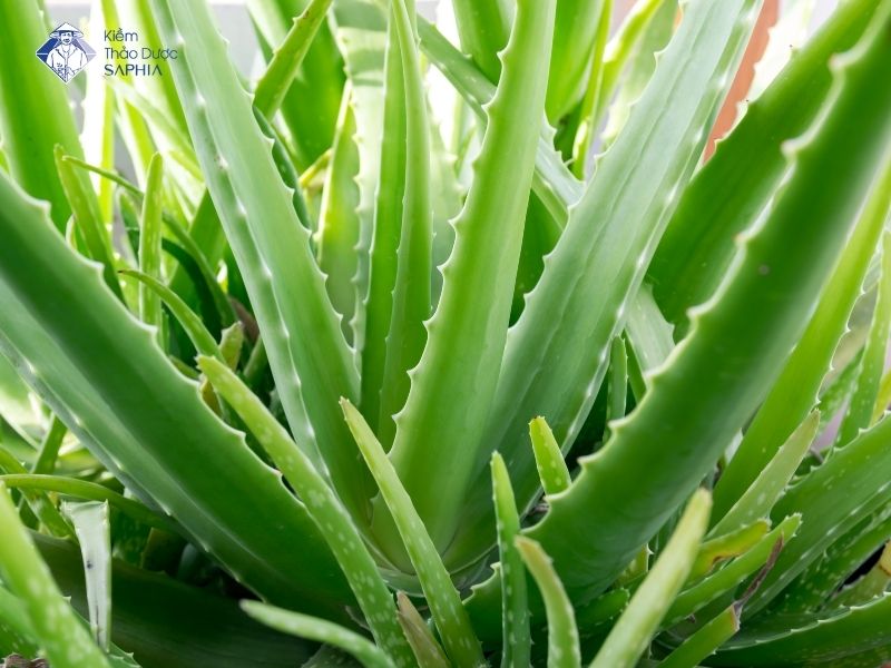 Cay Thuoc Nam Chua Viem Loet Da Day 2