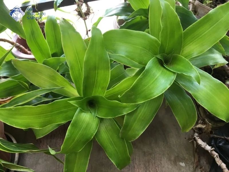 Cay Thuoc Nam Chua Viem Loet Da Day 3