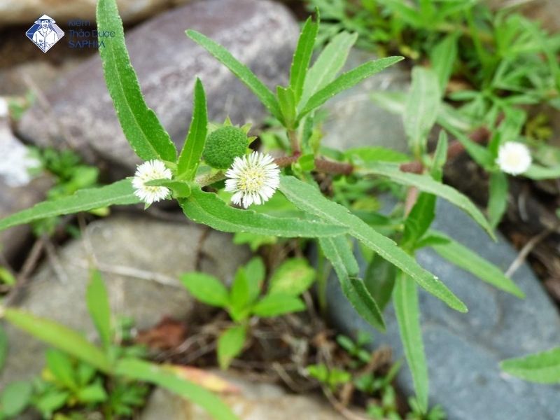 Cay Thuoc Nam Chua Viem Loet Da Day 4