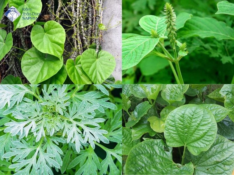 Nhung Loai Cay Chua Xuong Khop 1