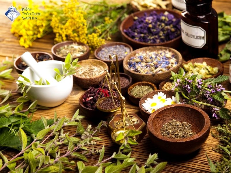 Nhung Loai Cay Chua Xuong Khop 2