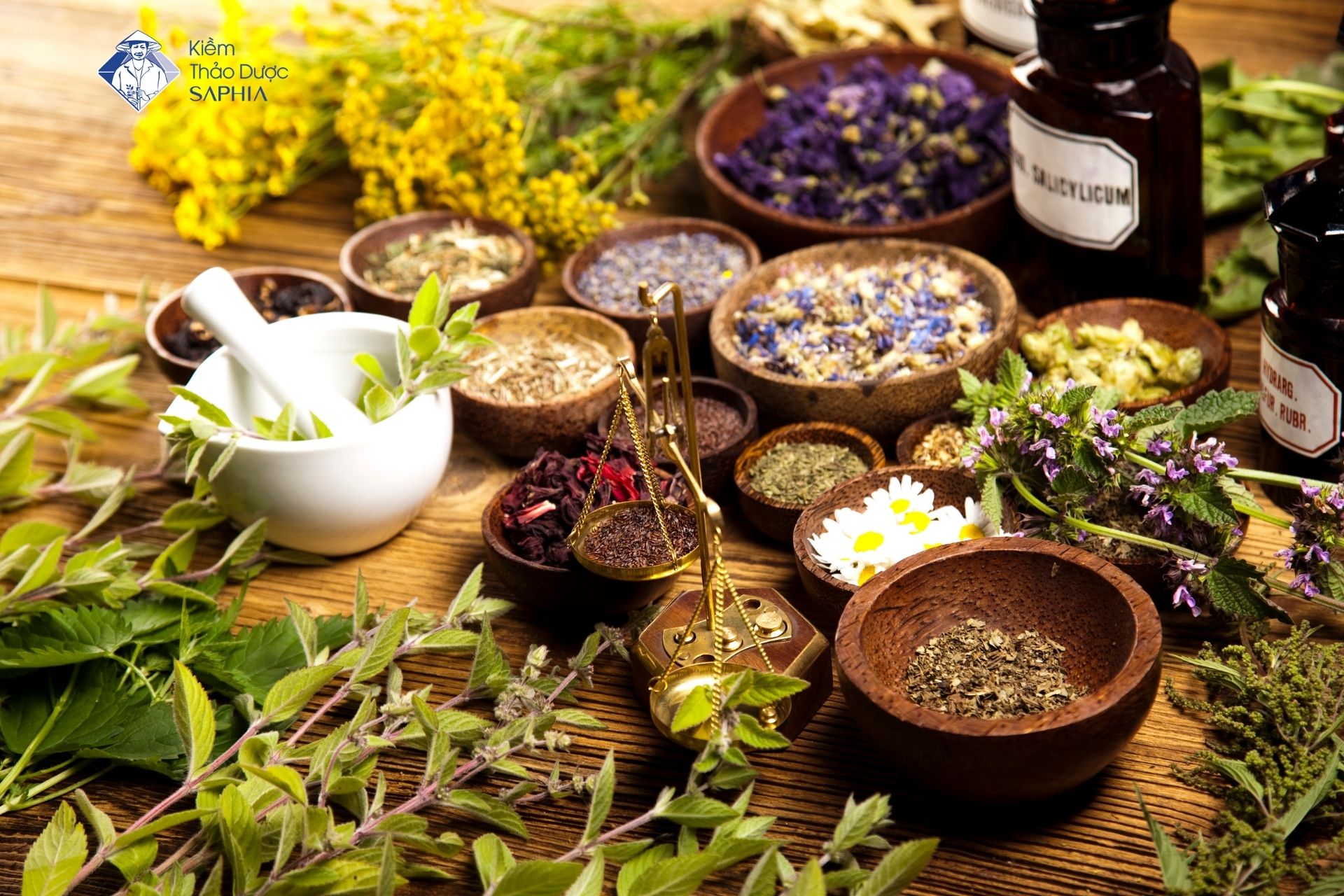 Những loại cây chữa bệnh đau xương khớp phổ biến, dễ tìm