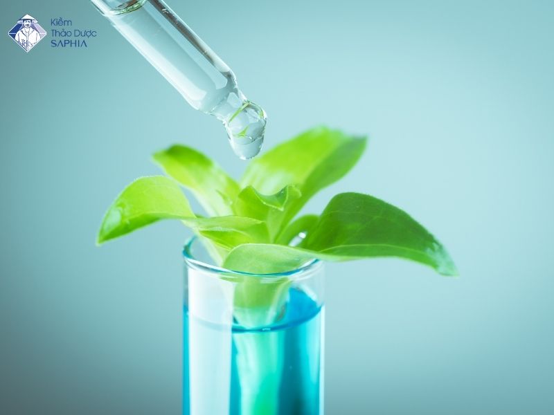 Tam Nhin Cua Kiem Thao Duoc Saphia Ve Cham Soc Suc Khoe Tu Nhien 2