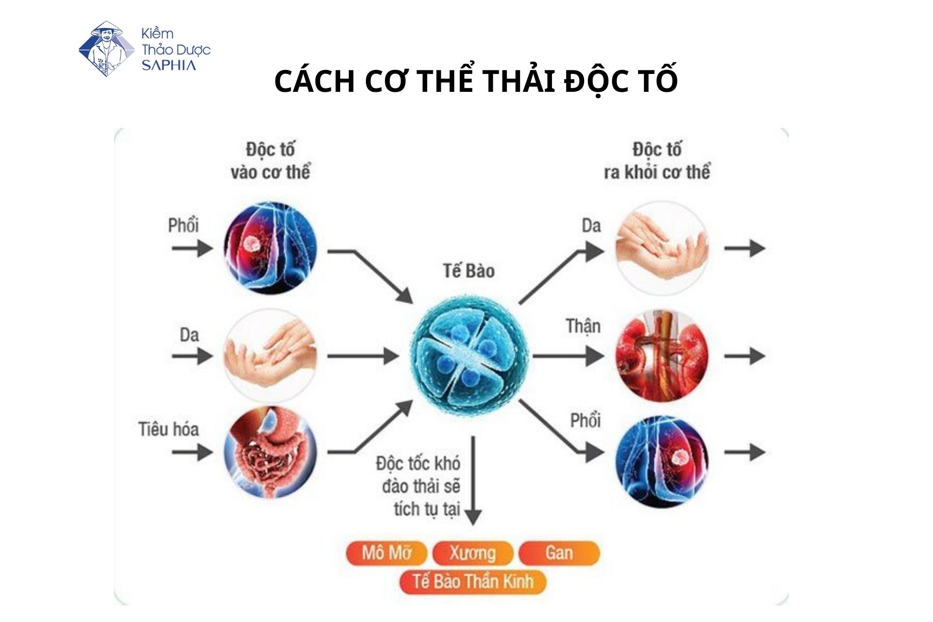 Thải độc cơ thể bằng nước kiềm và những điều bạn cần biết